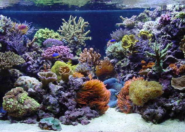 reef tank pictures