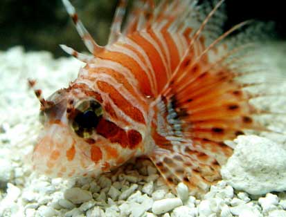 The Lionfish Info Sheet: Captive Care and Home Husbandry by Frank Marini,  Ph.D. 