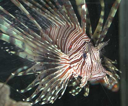 Lionfish