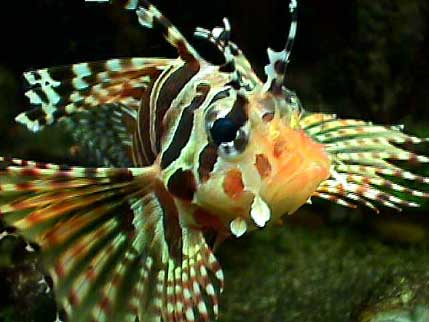 What is a dwarf lionfish?