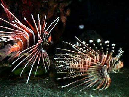 Lionfish In Aquarium