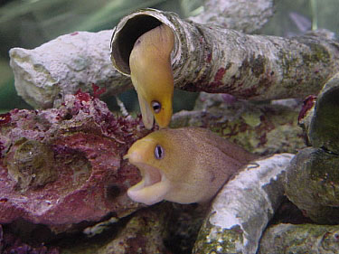 freshwater tank eels