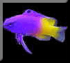 Click here to visit Ken's website