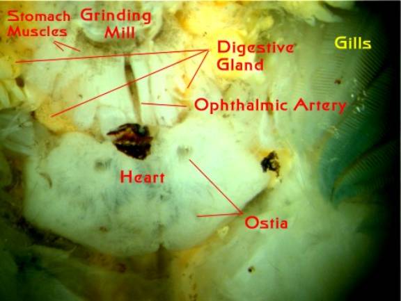 Crab Muscular System 8