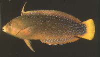 Once regarded as a sub-species of Coris gaimard, C. marquesensis was officially described in 1999.  The Marquesas Rainbow wrasse is an endemic to the Marquesas Islands. Photo courtesy of John Randall.