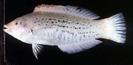 Endemic to the Red Sea is the Variegated Rainbow wrasse, referred to scientifically as Coris variegata.  The lack of vibrant color has kept this fish from becoming popular in the aquarium trade. Photo courtesy of John Randall.