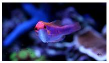 lubbock2wrasse.jpg