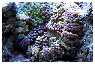 sunanemone.jpg