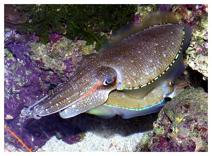 cuttlefish11gregr.jpg
