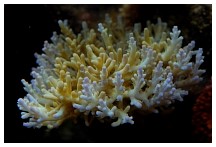 deepwateracro1.jpg