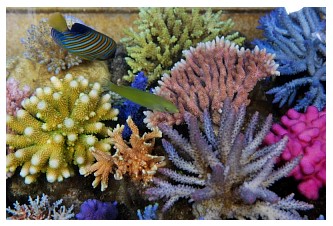greenwrasse.jpg