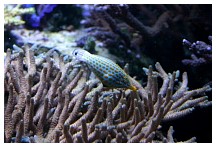 energysreef7.jpg
