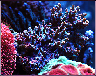 cyphastreaSM.jpg