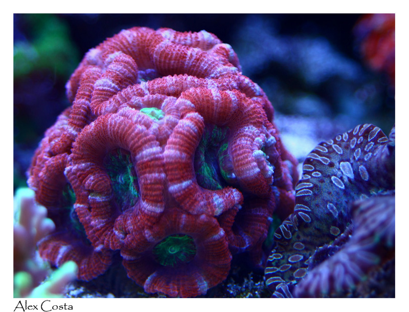 acan02