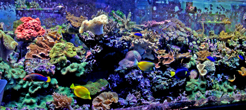 130gal