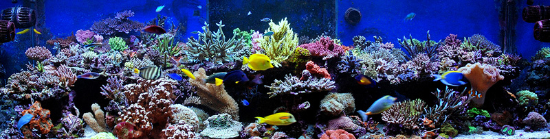 FTS