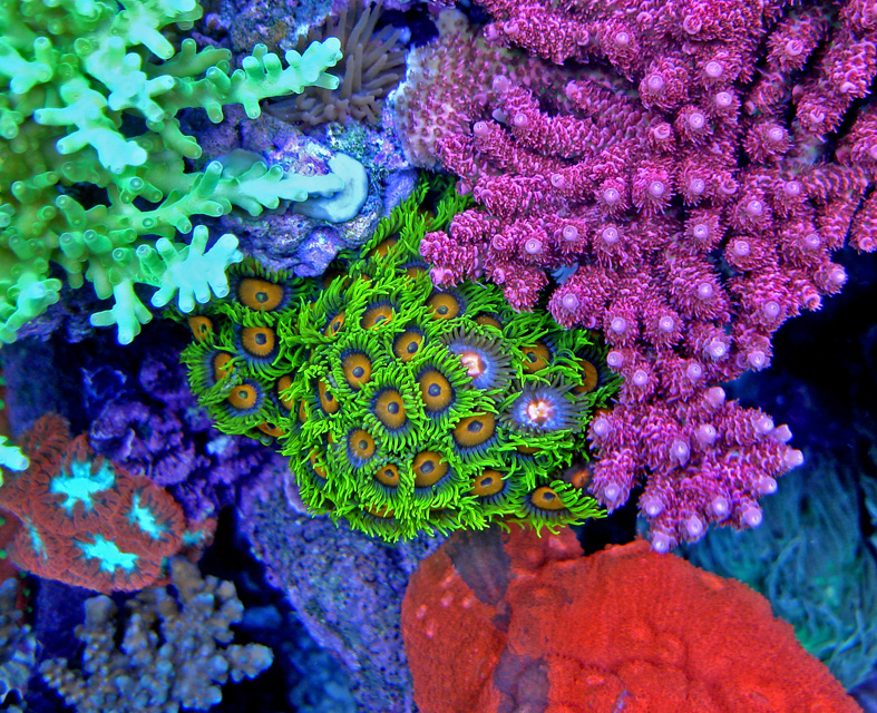 coral037