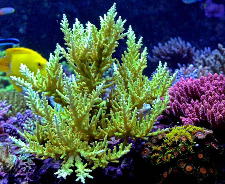 coral065