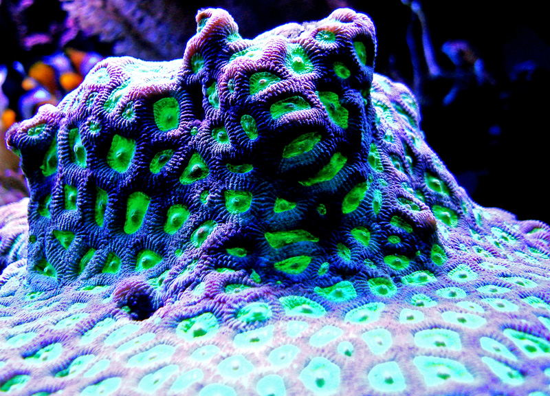 coral082