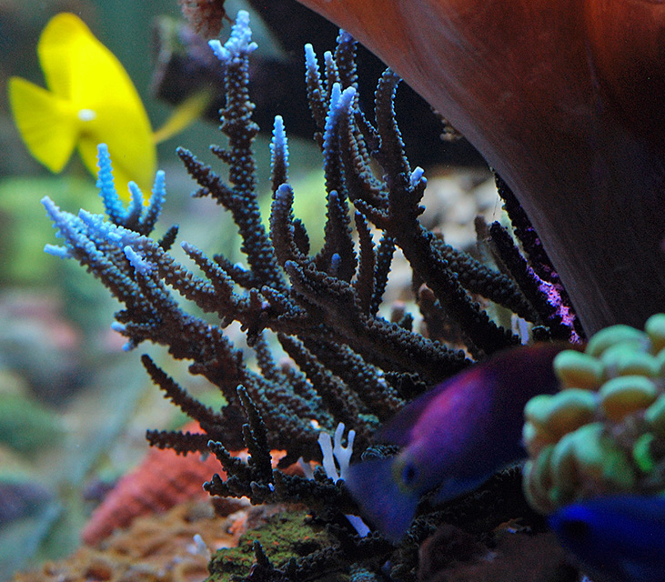 fish012