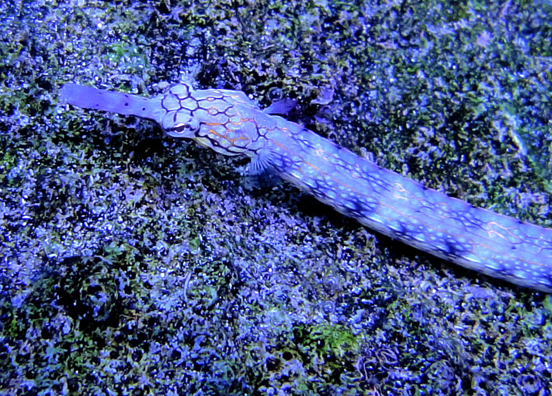 fish09