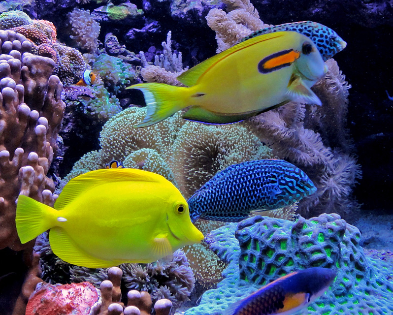 fish12