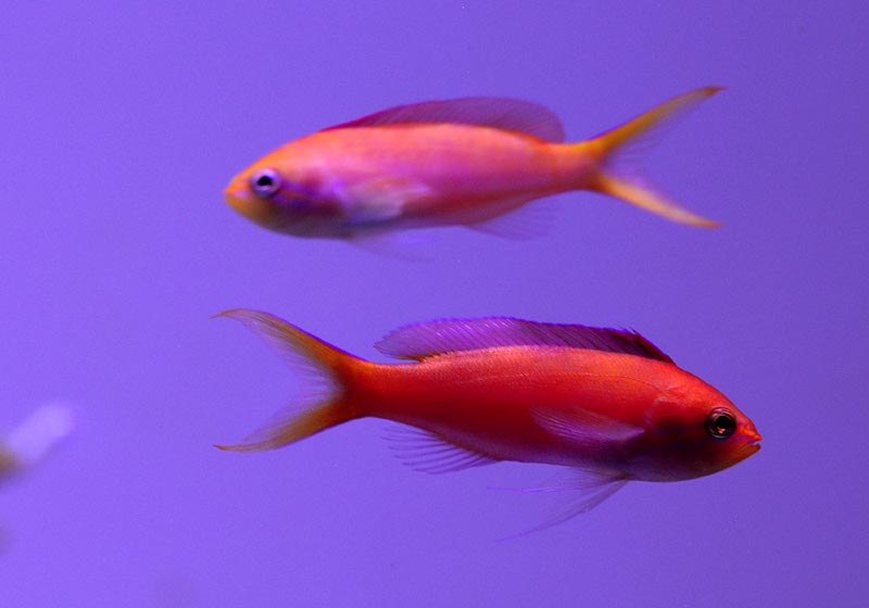 2anthias