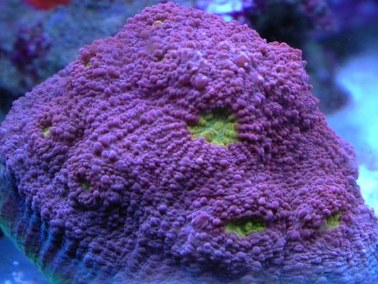 acanastrea
