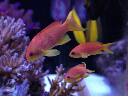 anthias