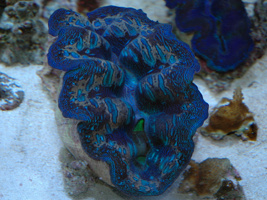 maxima