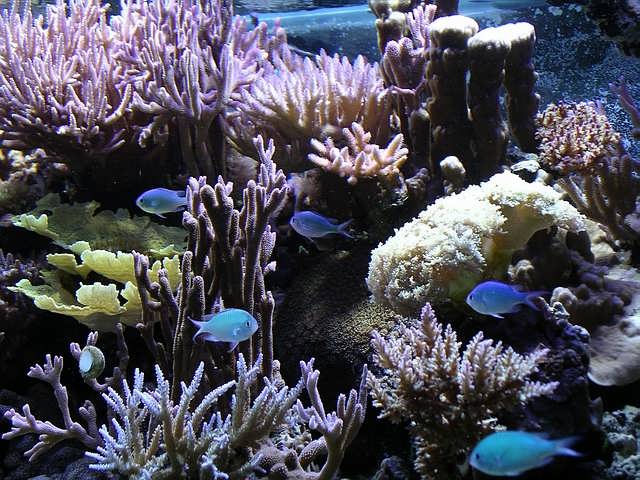 Tank of the Month - June 2004 - Reefkeeping.com