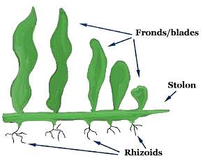 caulerpa2.jpg