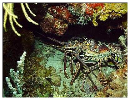 reeflobster.jpg