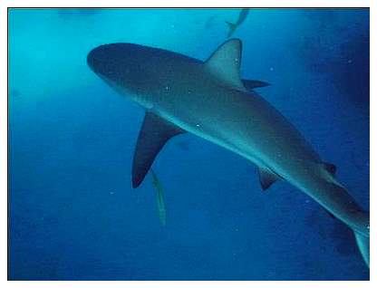 shark.jpg
