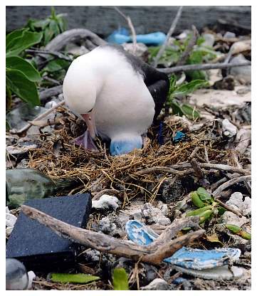 stevensiegel.marinephotobank.jpg