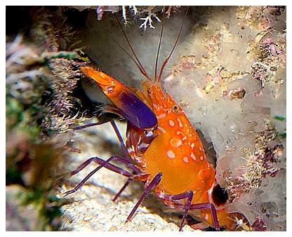 PistolShrimp2.jpg