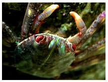 crab01.jpg