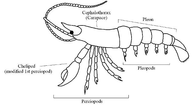 crustacean_edited_sml.JPG