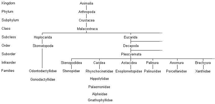 crustaceanphylogeny.JPG