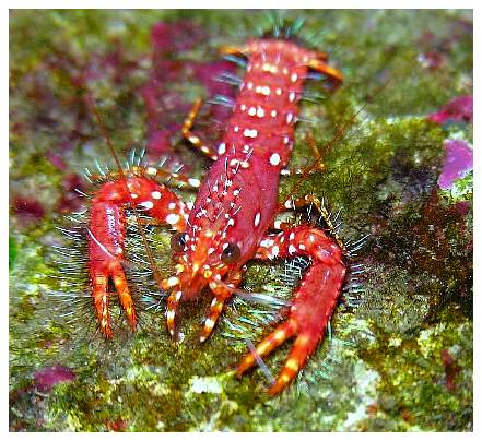 enoplometopus.jpg