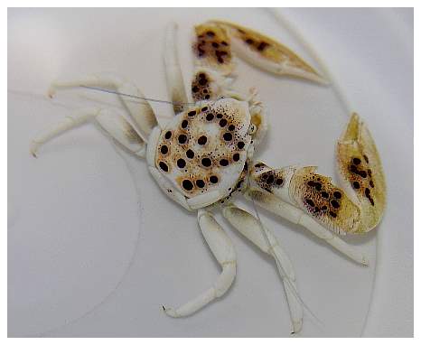 neopetrolisthes.jpg