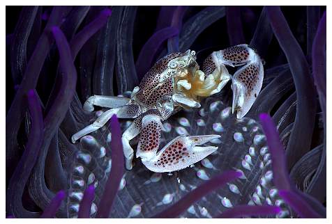 pcrab1.jpg