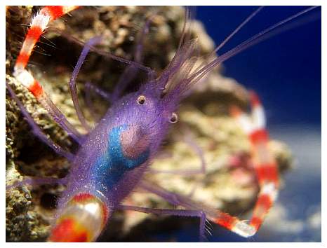 shrimp.JPG