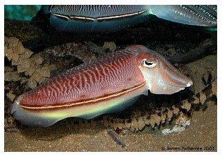 fatherreecuttlefish2.jpg