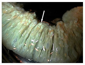 Fig15.jpg