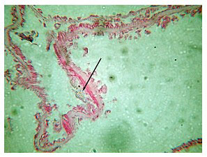 Fig19.jpg