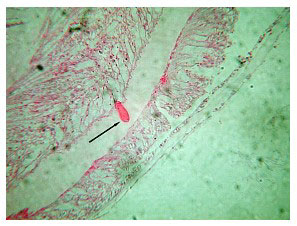 Fig20.jpg