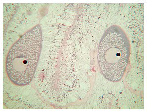Fig23.jpg