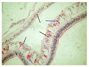 Fig24.jpg