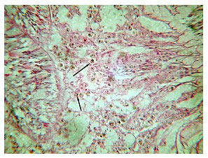 Fig25.jpg